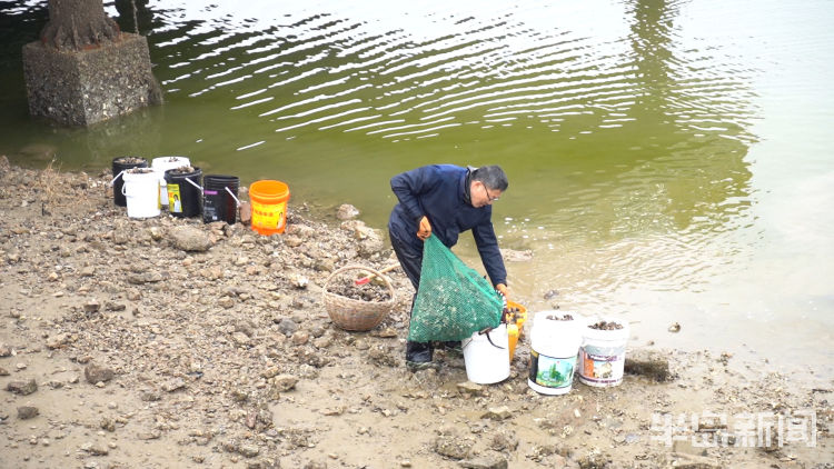 水头现挖新鲜海蛎,3小时挖80斤牡蛎