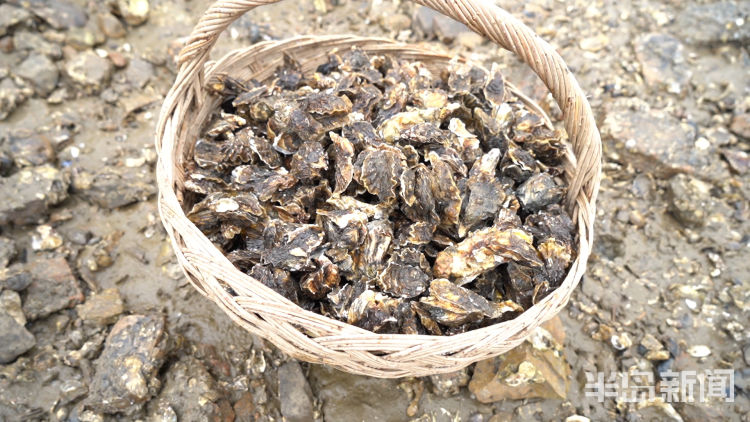 水头现挖新鲜海蛎,3小时挖80斤牡蛎