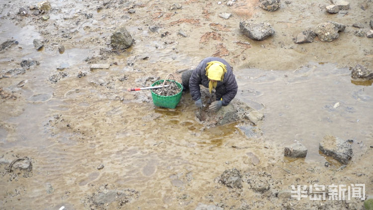水头现挖新鲜海蛎,3小时挖80斤牡蛎