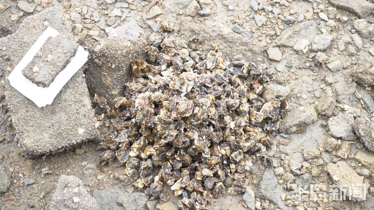 水头现挖新鲜海蛎,3小时挖80斤牡蛎