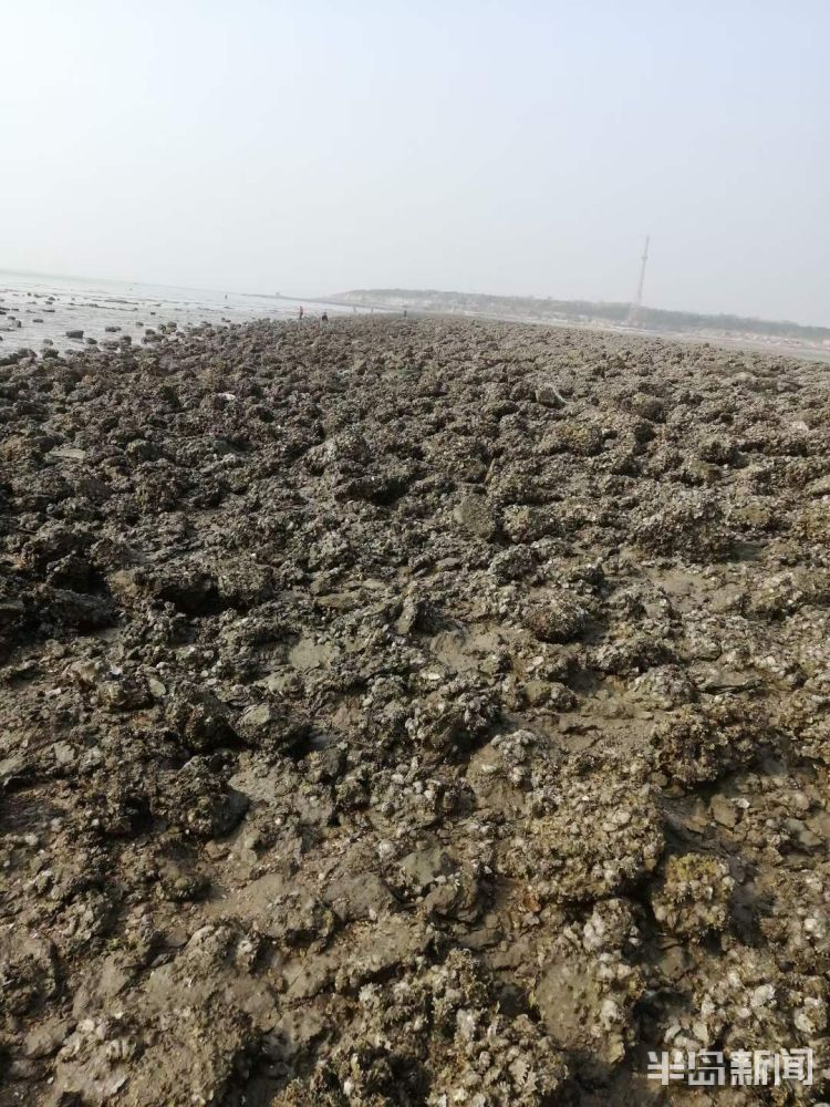 水头现挖新鲜海蛎,3小时挖80斤牡蛎