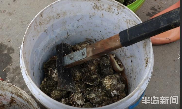 水头现挖新鲜海蛎,3小时挖80斤牡蛎