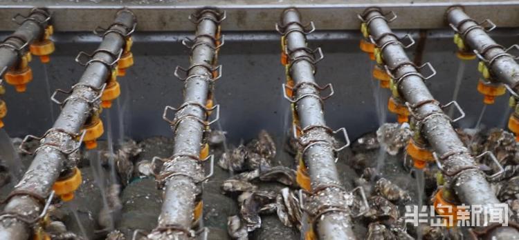 水头现挖新鲜海蛎,3小时挖80斤牡蛎