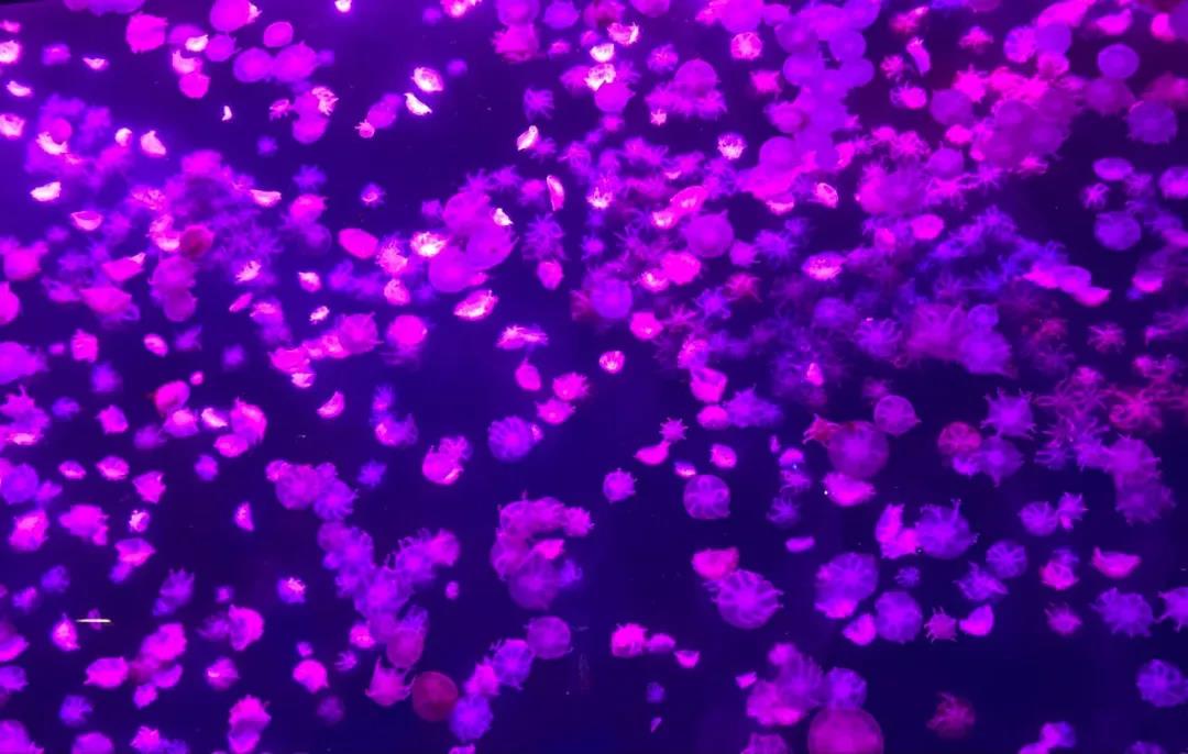 谁是南京地铁换乘王,谁是武汉地铁客流之王