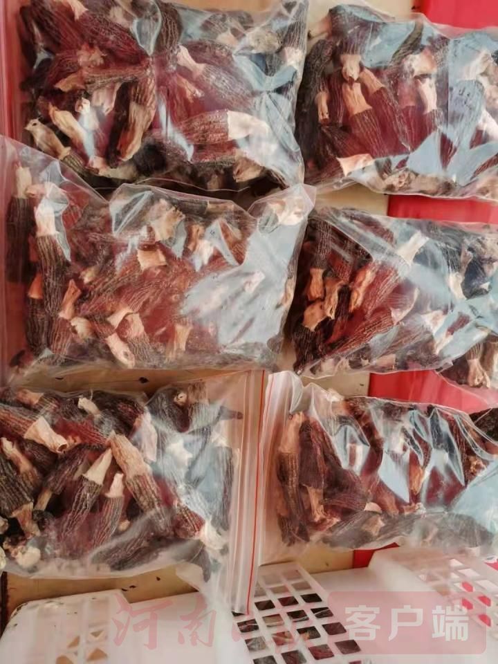 800一斤的羊肚菌一斤有多少,羊肚菌凭什么卖这么贵