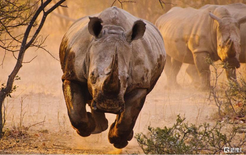 *子烟电**“灰犀牛”如期而至