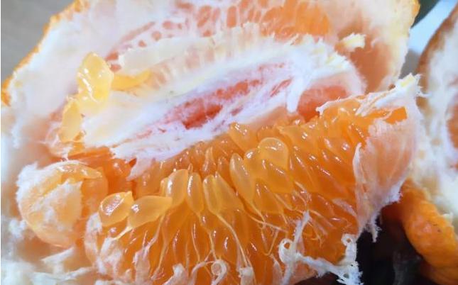 武胜大雅柑推荐,武胜大雅柑熟了