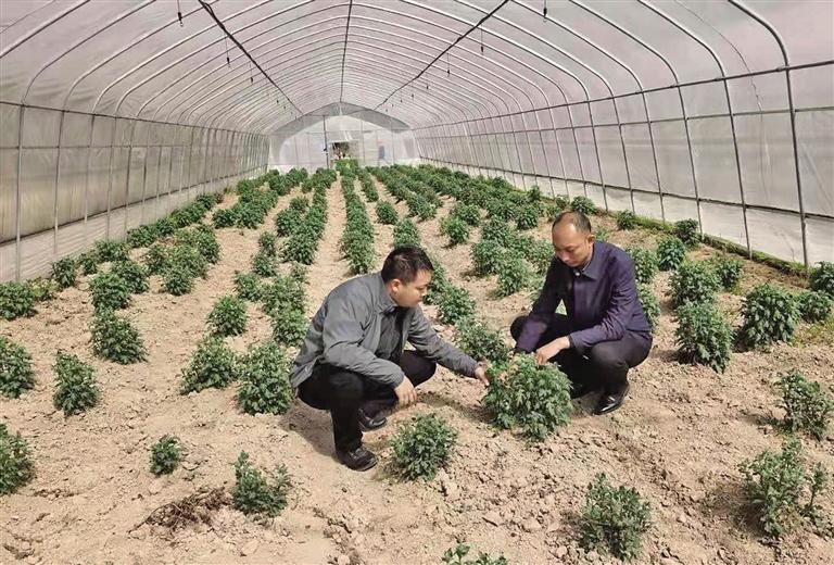 兴产业为群众谋出路,村里来了个书记带领全村致富