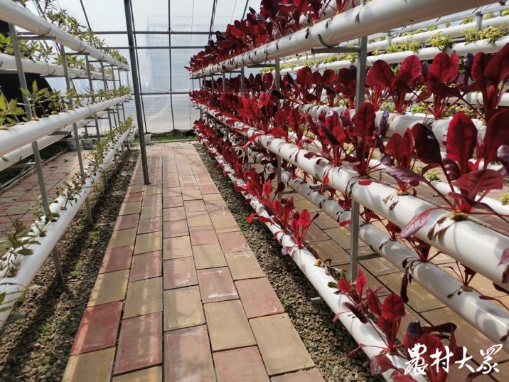 大棚种花和种菜,花园立体种植蔬菜