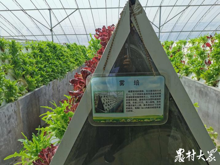 大棚种花和种菜,花园立体种植蔬菜