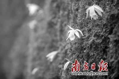 南岭有几个博物馆,南岭古城文化博物馆