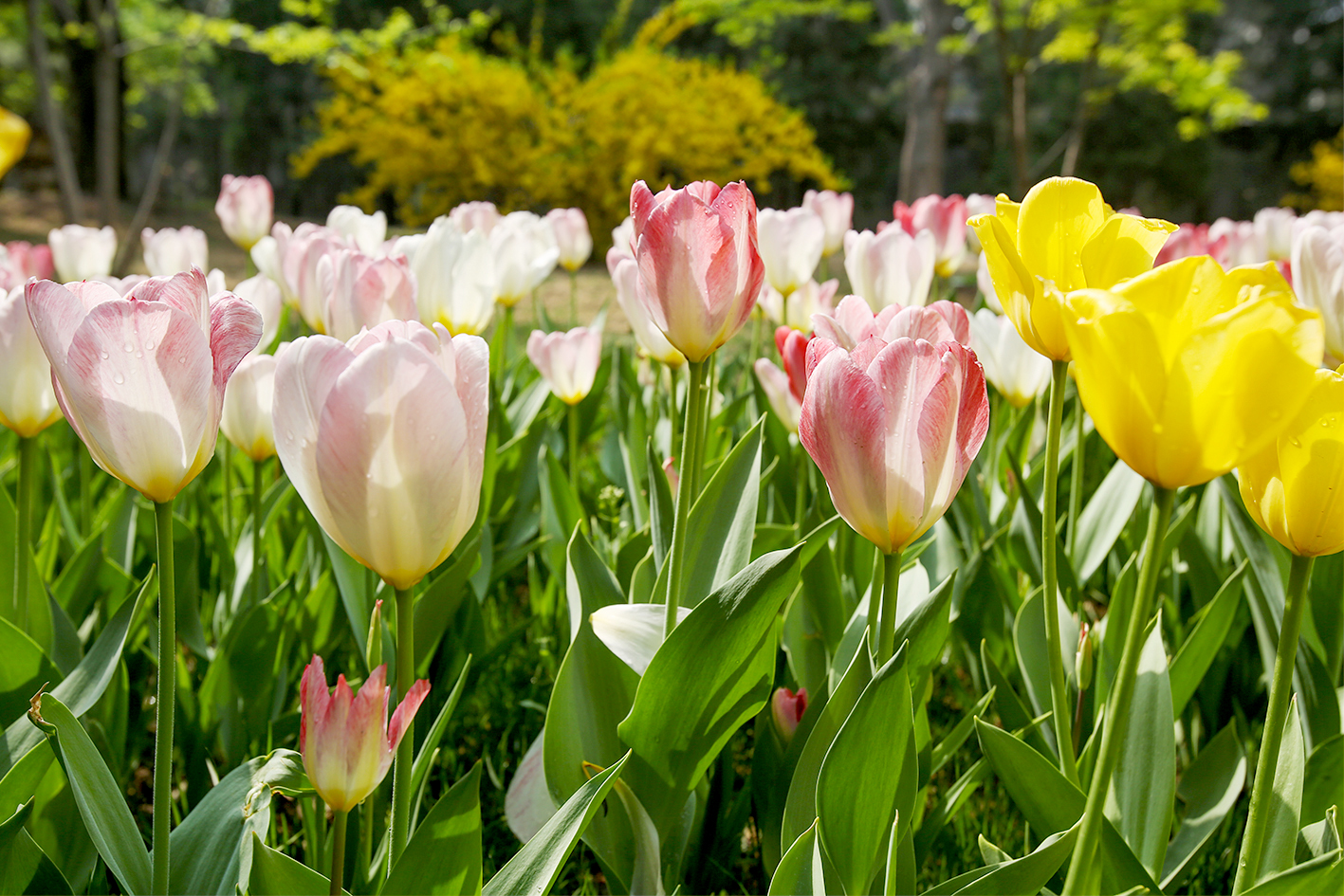 花事郁金香花开,郁金香鲜花朋友圈