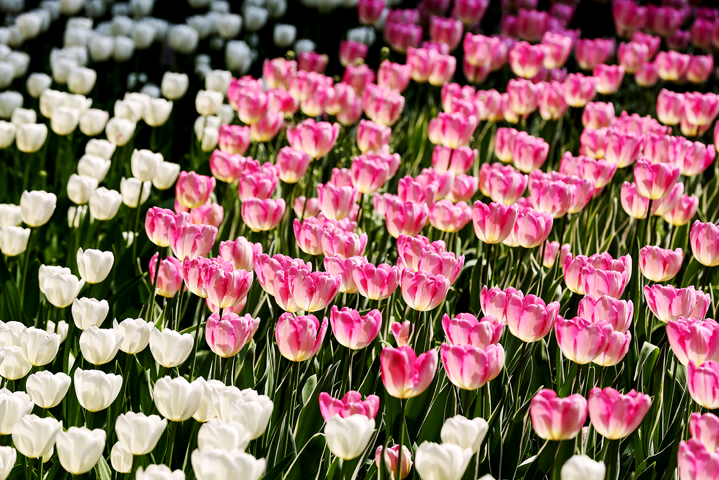 花事郁金香花开,郁金香鲜花朋友圈
