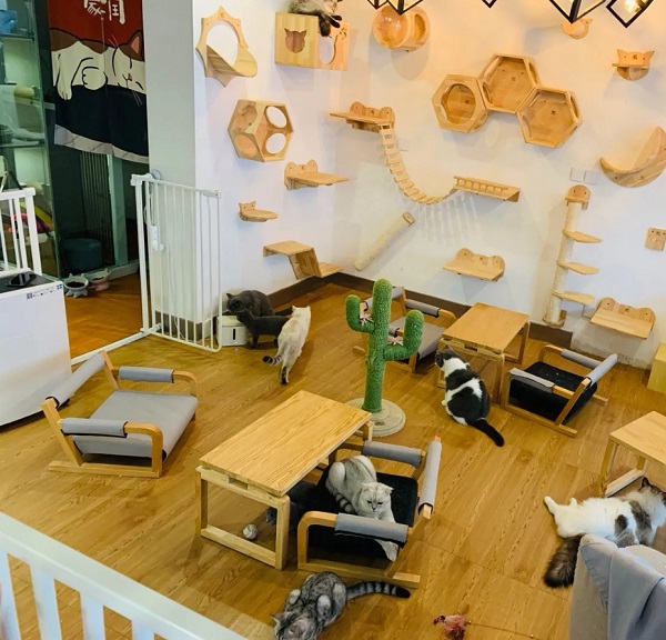 撸猫馆的猫咬人用打疫苗么,撸猫馆的猫抓破了怎么办