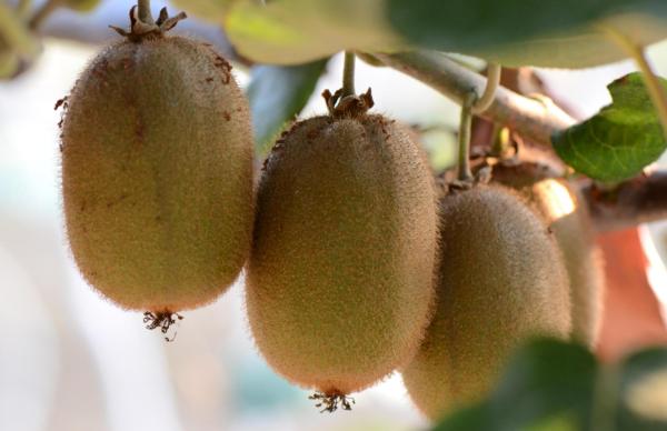 鏂拌タ鍏拌繘鍙ｇ寱鐚存,鏂拌タ鍏板師瑁呰繘鍙ｇ寱鐚存