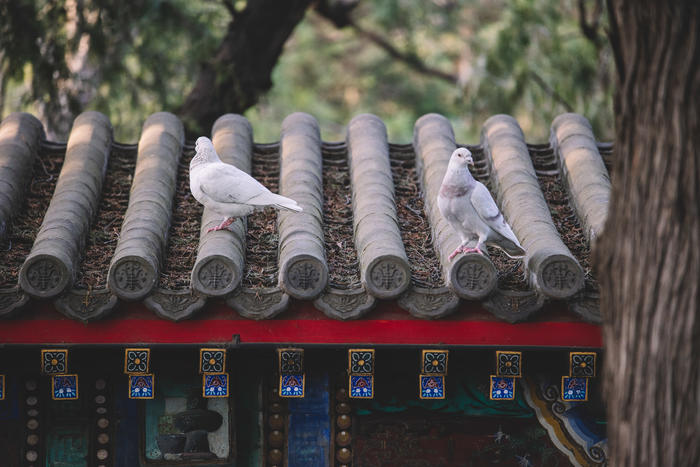 佳能全画幅微单rf系列镜头及价格,佳能eosr直播相机参数