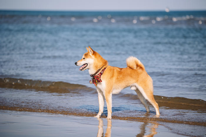 佳能全画幅微单rf系列镜头及价格,佳能eosr直播相机参数