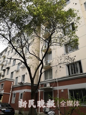 小区树木被过度修剪砍头谁管,官方回应一小区多棵大树被砍