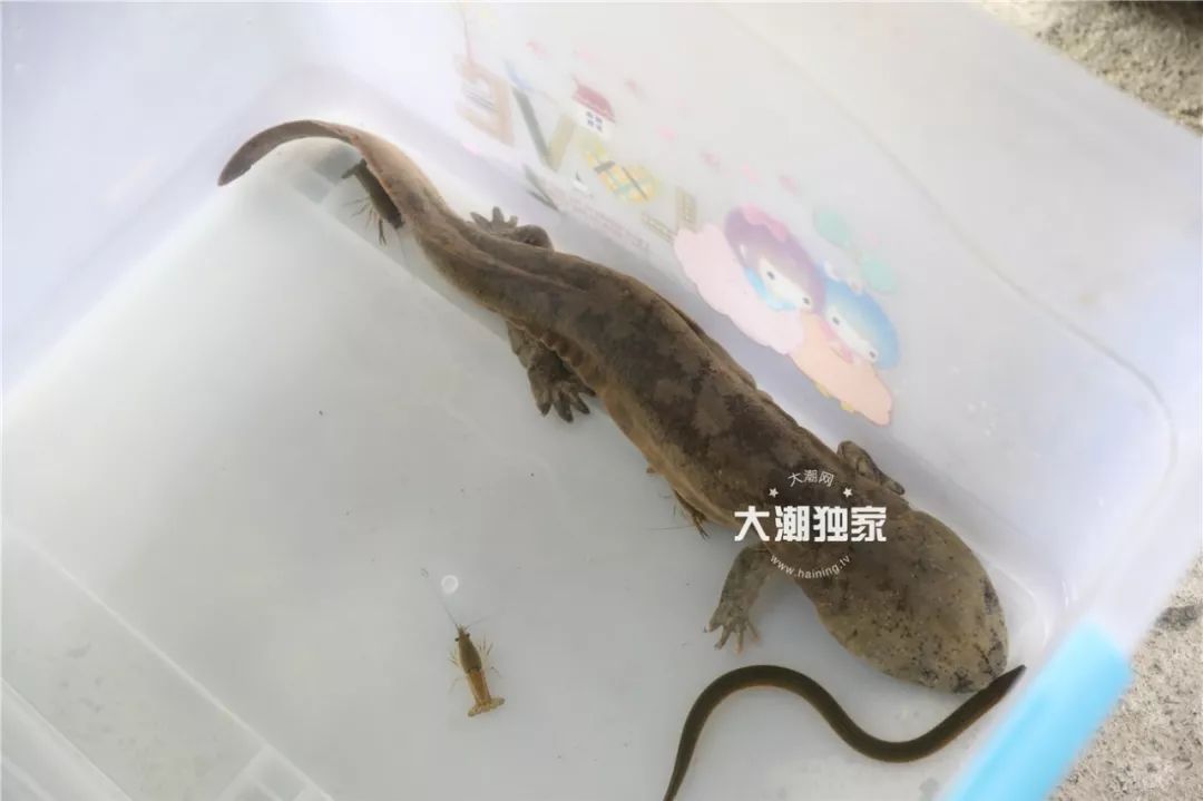 濂冲瓙瀹朵腑鎯婄幇绁炵鐢熺墿,濂冲瓙鍙戠幇鏌滃瓙閲屾湁鎬０