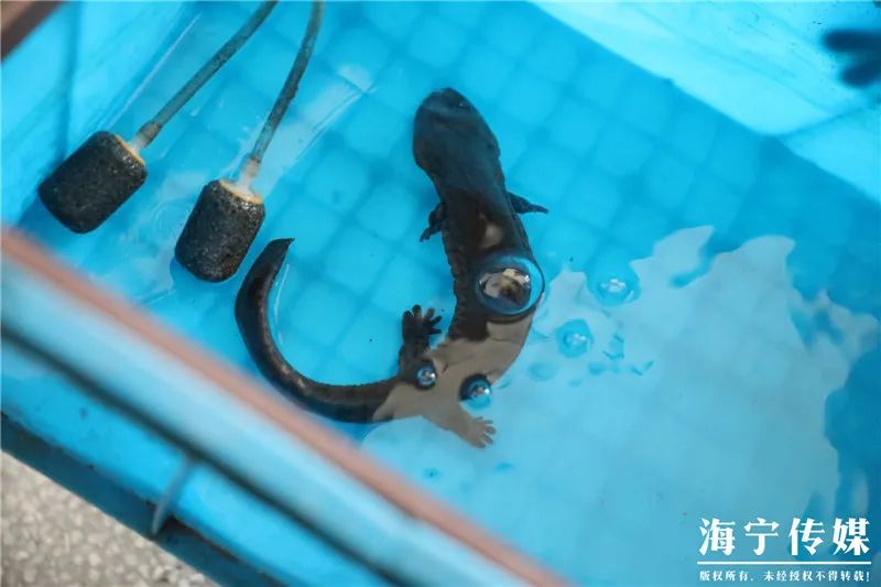 濂冲瓙瀹朵腑鎯婄幇绁炵鐢熺墿,濂冲瓙鍙戠幇鏌滃瓙閲屾湁鎬０