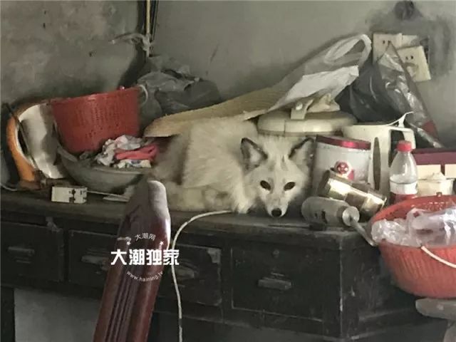 濂冲瓙瀹朵腑鎯婄幇绁炵鐢熺墿,濂冲瓙鍙戠幇鏌滃瓙閲屾湁鎬０