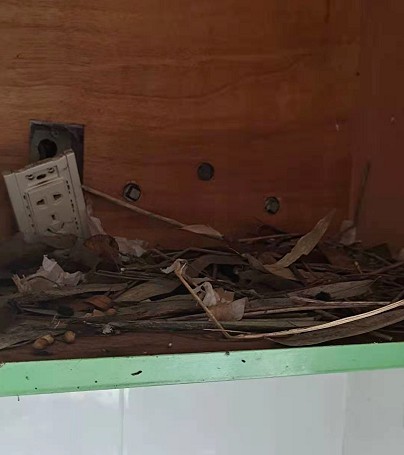 濂冲瓙瀹朵腑鎯婄幇绁炵鐢熺墿,濂冲瓙鍙戠幇鏌滃瓙閲屾湁鎬０