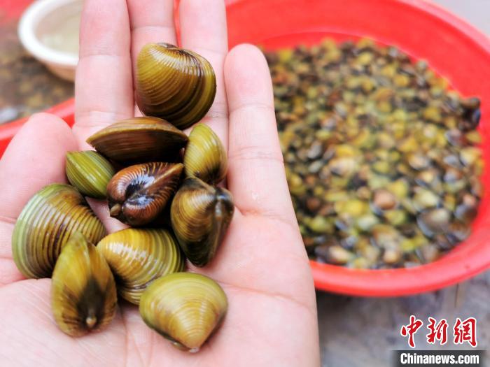 新会石板沙黄沙蚬什么时候最好吃,江门新会黄沙蚬季节