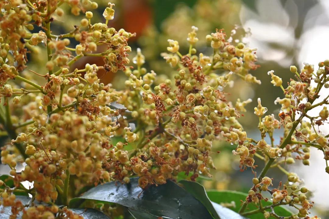 合浦：荔枝花开满山坡蜜蜂*花采**酿蜜忙
