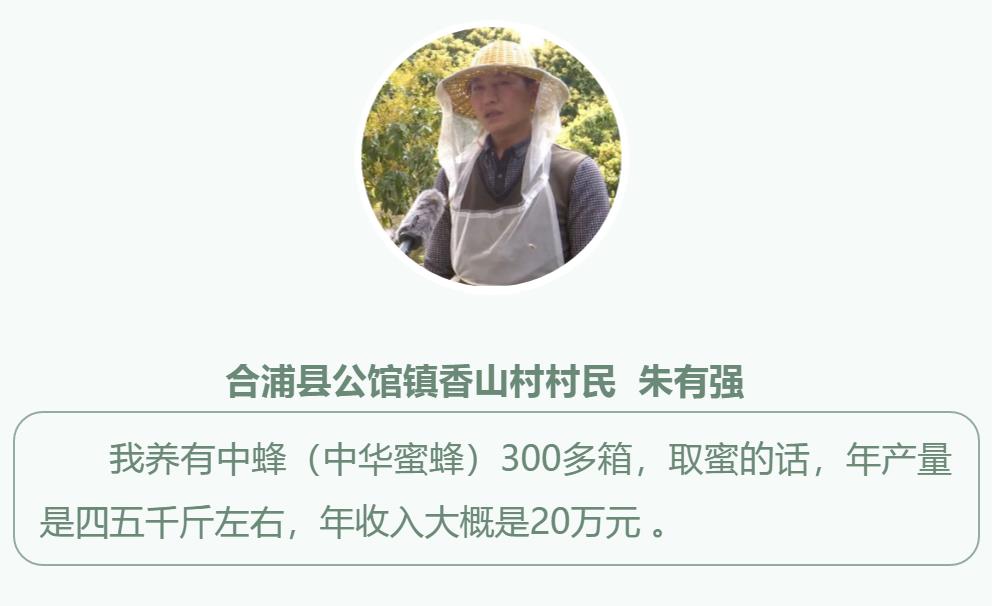 合浦：荔枝花开满山坡蜜蜂*花采**酿蜜忙