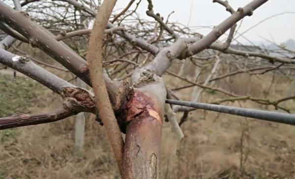 鏂拌タ鍏拌繘鍙ｇ寱鐚存,鏂拌タ鍏板師瑁呰繘鍙ｇ寱鐚存