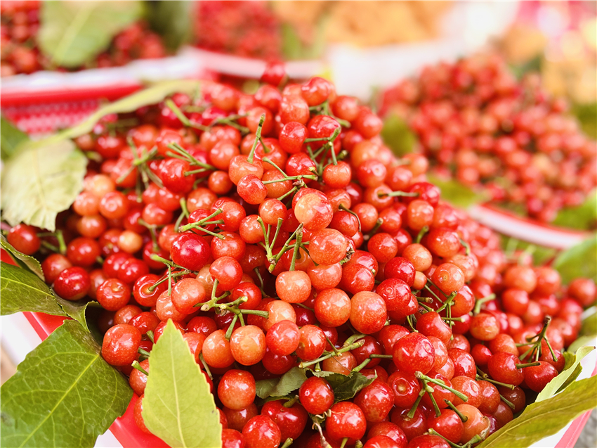 彭州樱桃价格表,丽江樱桃包邮