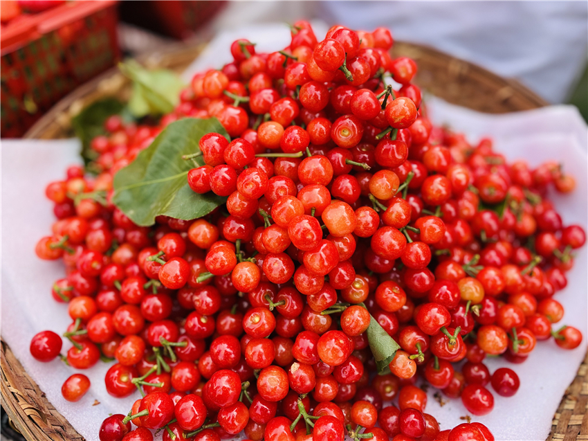 彭州樱桃价格表,丽江樱桃包邮