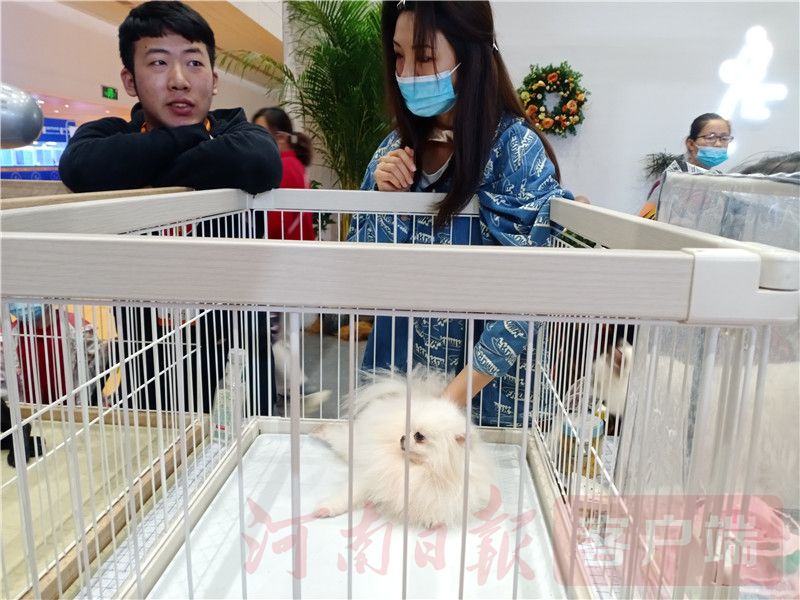 最新宠物博览会,宠物展会2024时间表广州萌宠展