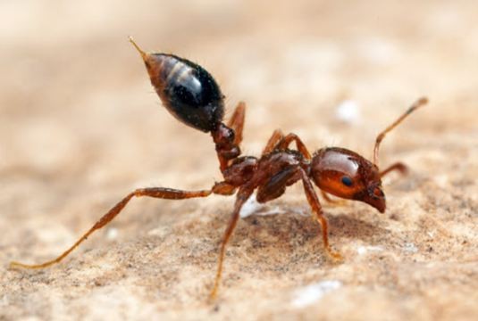 红火蚁位列最危险入侵物种长什么样?如何鉴别红火蚁?红火蚁已经在我国12省份出现