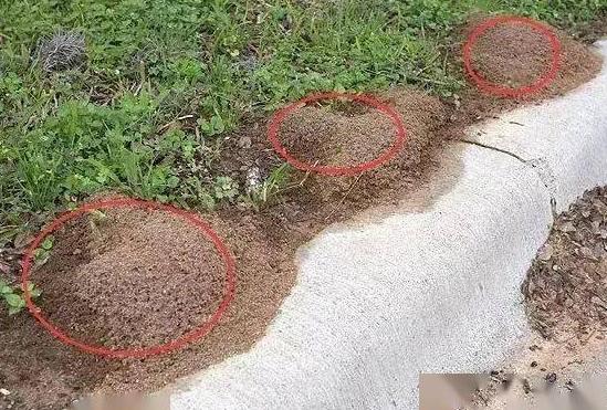 红火蚁位列最危险入侵物种长什么样?如何鉴别红火蚁?红火蚁已经在我国12省份出现