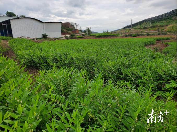 农业“四小龙”兴旺,连州星子乡村振兴底气足