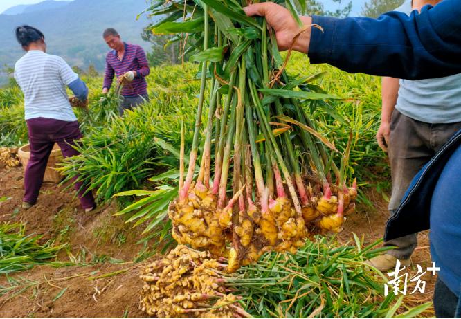 农业“四小龙”兴旺,连州星子乡村振兴底气足