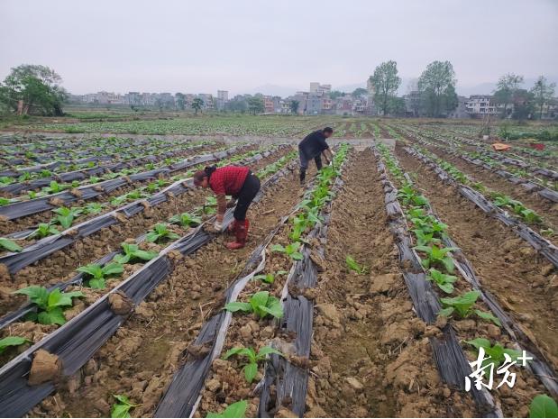农业“四小龙”兴旺,连州星子乡村振兴底气足