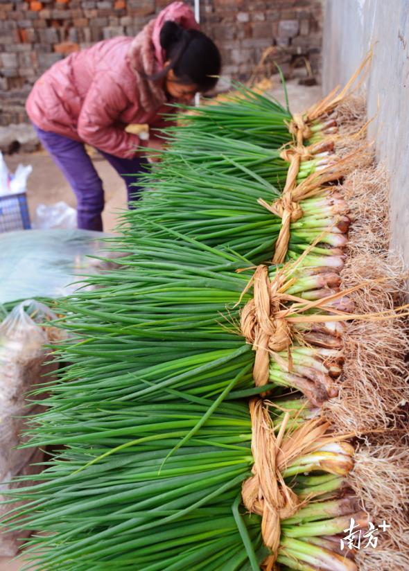 农业“四小龙”兴旺,连州星子乡村振兴底气足