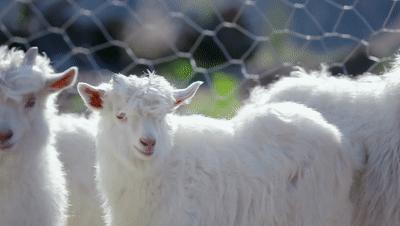 冀有特色·燕赵精品①｜红太——缔造时尚传奇，以温柔的力量影响世界