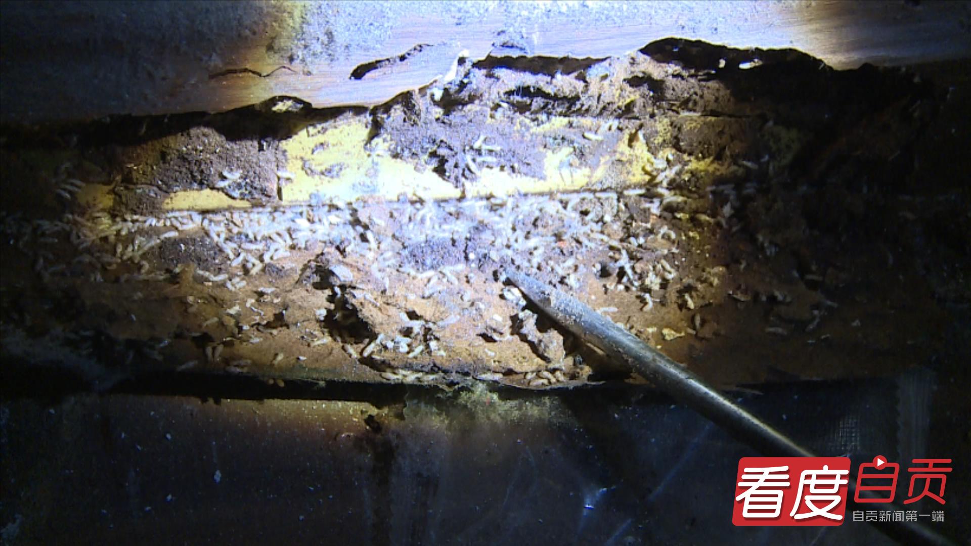 南宁蓝博旺白蚁防治,汉阳区白蚁防治电话