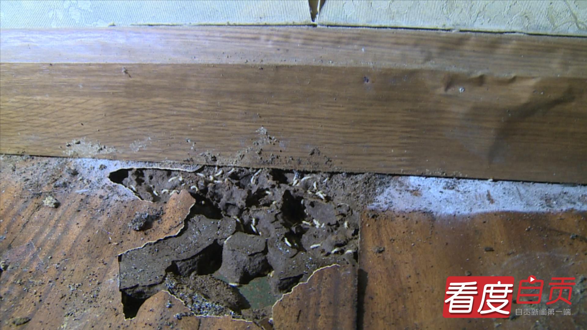 南宁蓝博旺白蚁防治,汉阳区白蚁防治电话