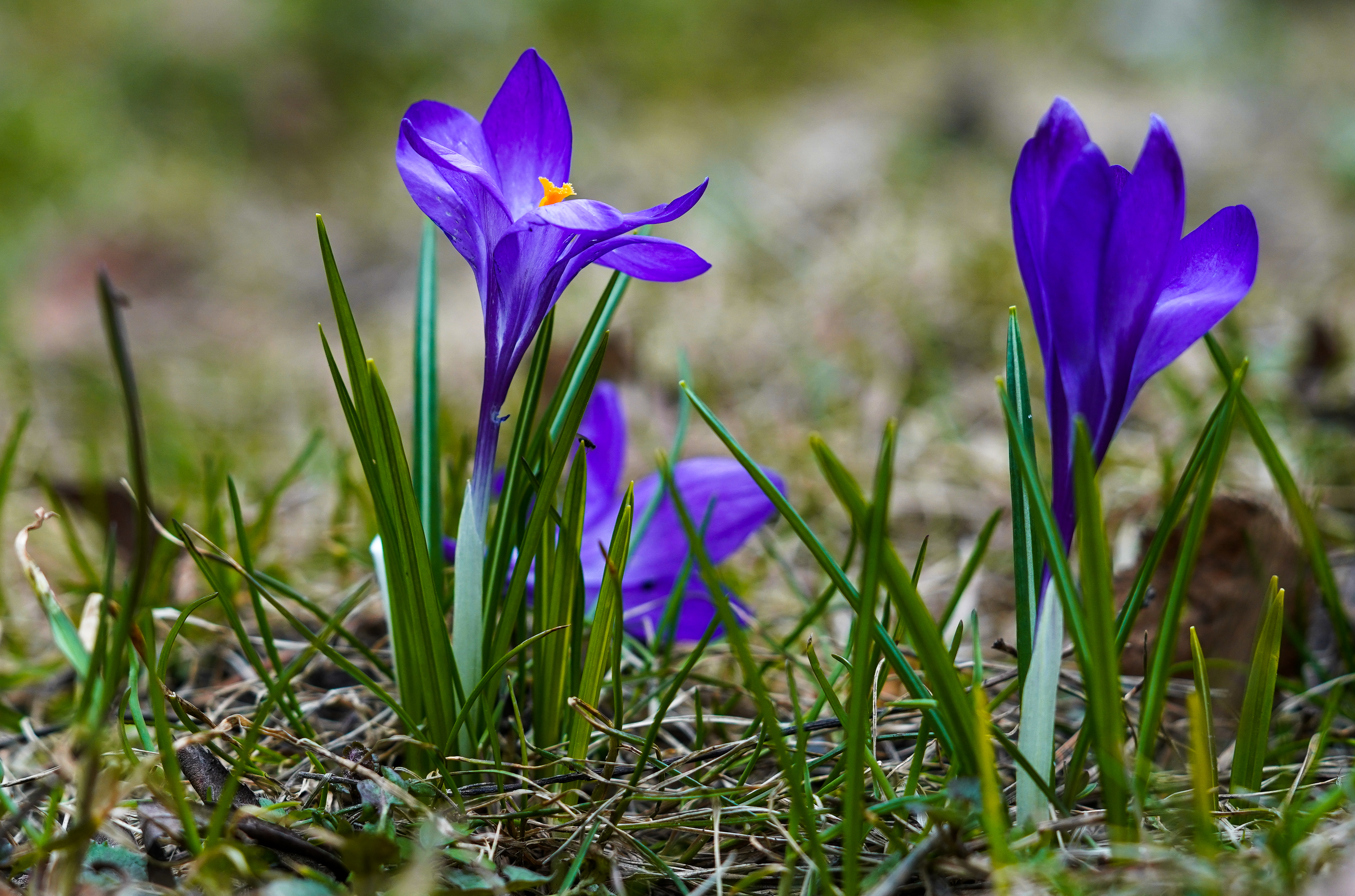 俄罗斯番红花功效,俄罗斯番红花展会