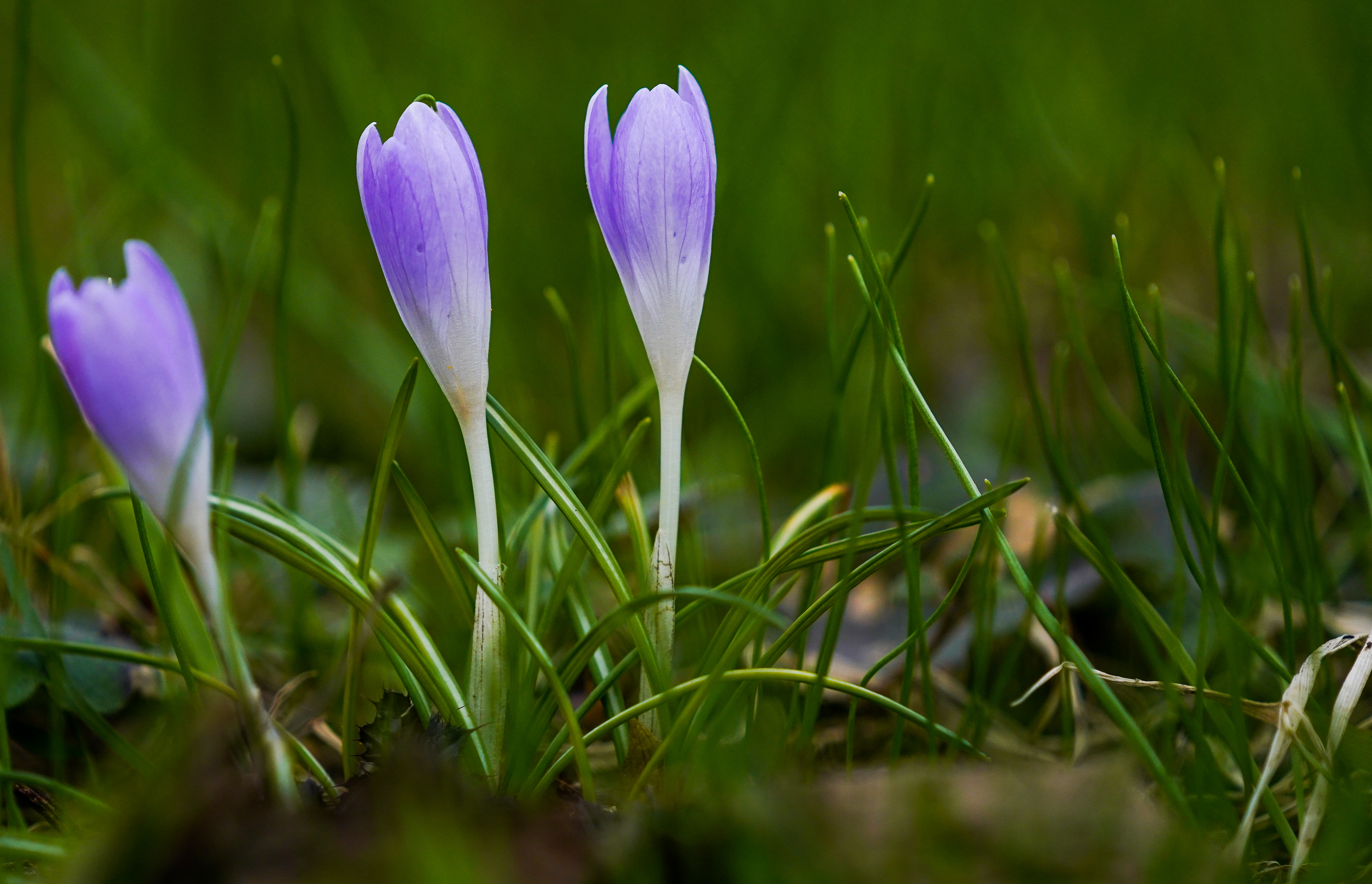 俄罗斯番红花功效,俄罗斯番红花展会