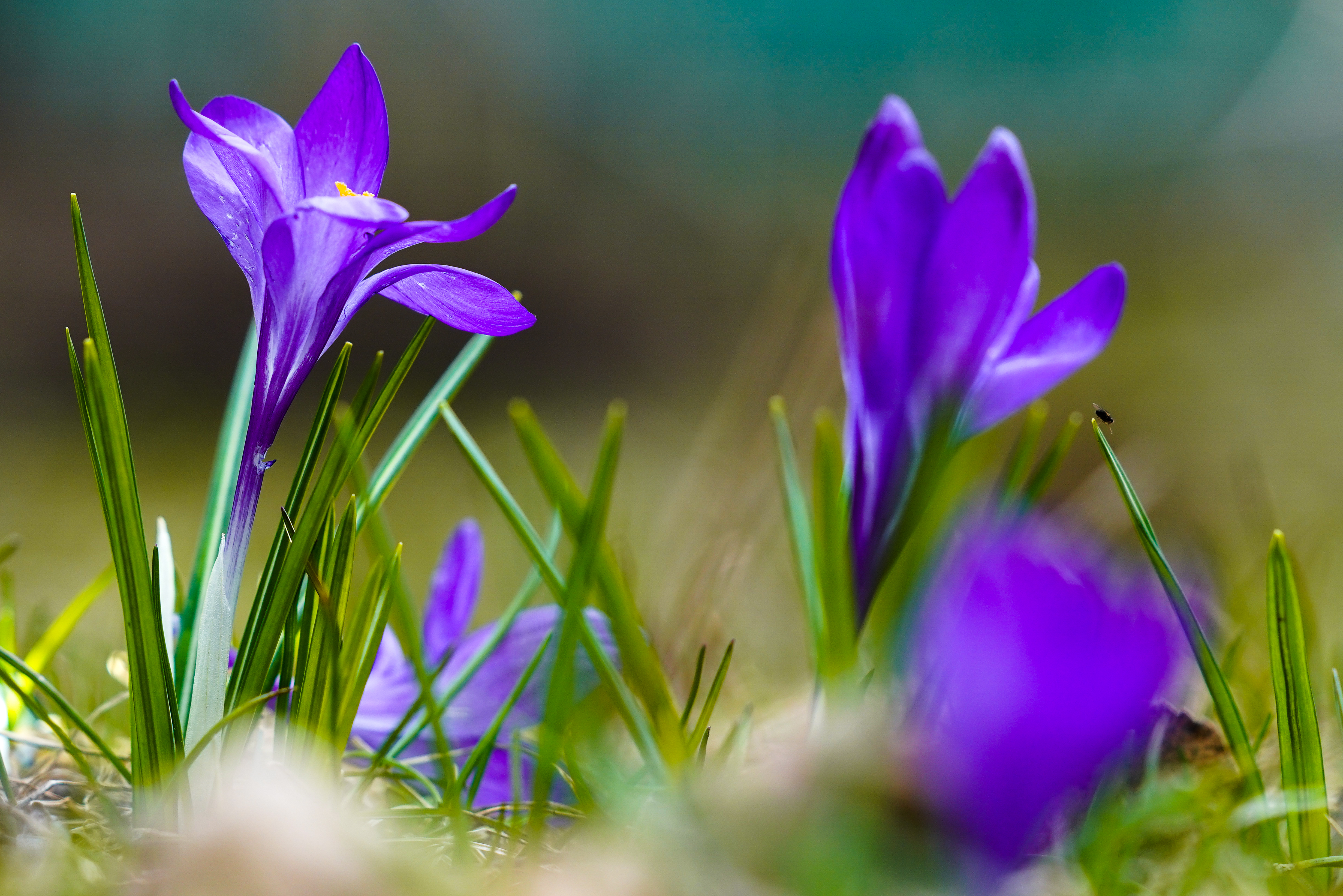 俄罗斯番红花功效,俄罗斯番红花展会