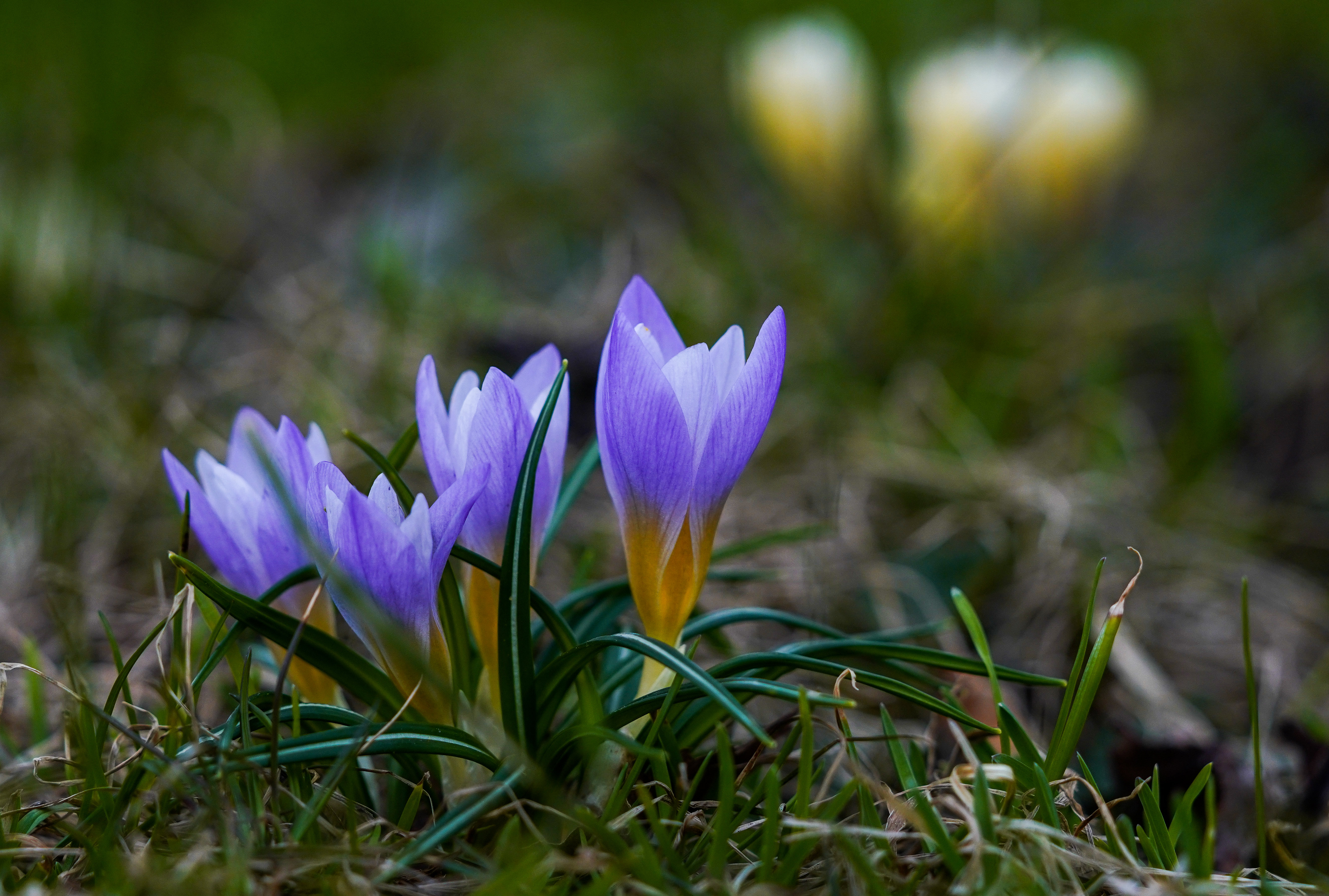 俄罗斯番红花功效,俄罗斯番红花展会
