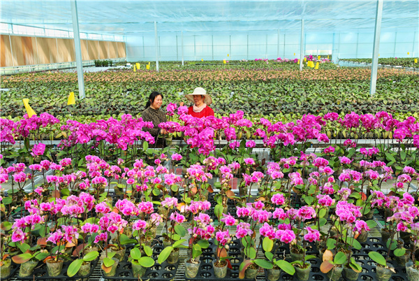 江苏实施乡村振兴战略,沭阳生态经济激活乡村振兴新动能