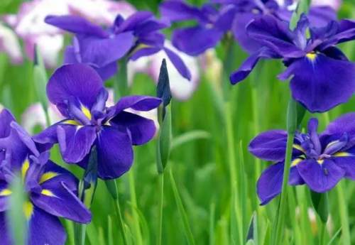 榆林成“花花世界”可这是都什么花？春天最难的课来了