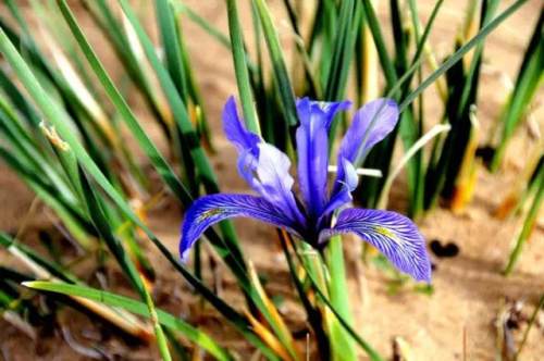 榆林成“花花世界”可这是都什么花？春天最难的课来了