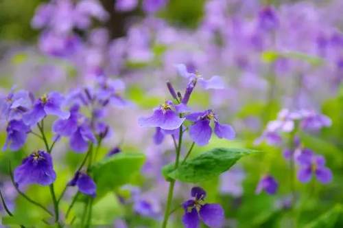 榆林成“花花世界”可这是都什么花？春天最难的课来了